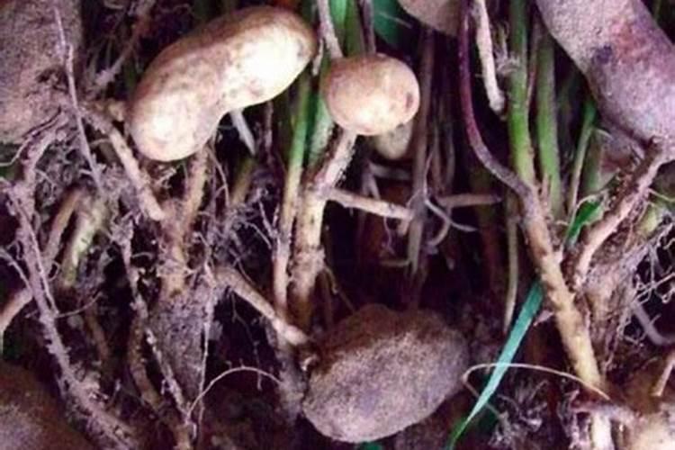 花生用什么叶面肥好 附种植方法