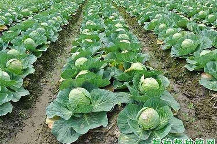 穴盘育甘蓝苗预防死苗病用什么药好