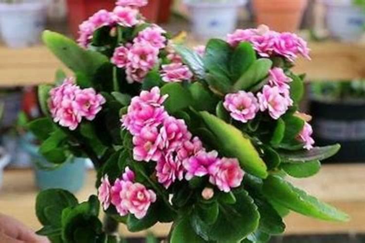 长寿花夏天怎么养施什么肥