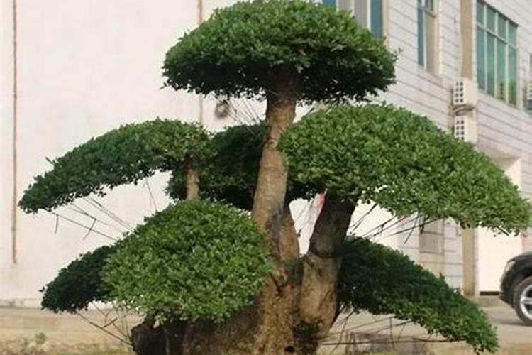 对节白蜡需要什么肥