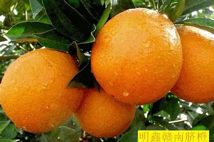 脐橙幼树如何管理生长快 可以施加钾肥吗