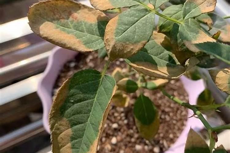 白芨种植时间与生长周期