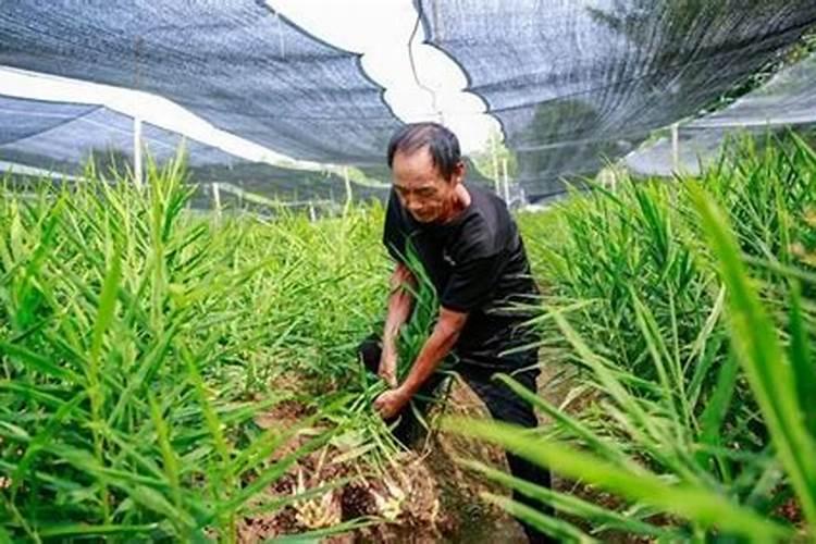 种植生姜高产技术