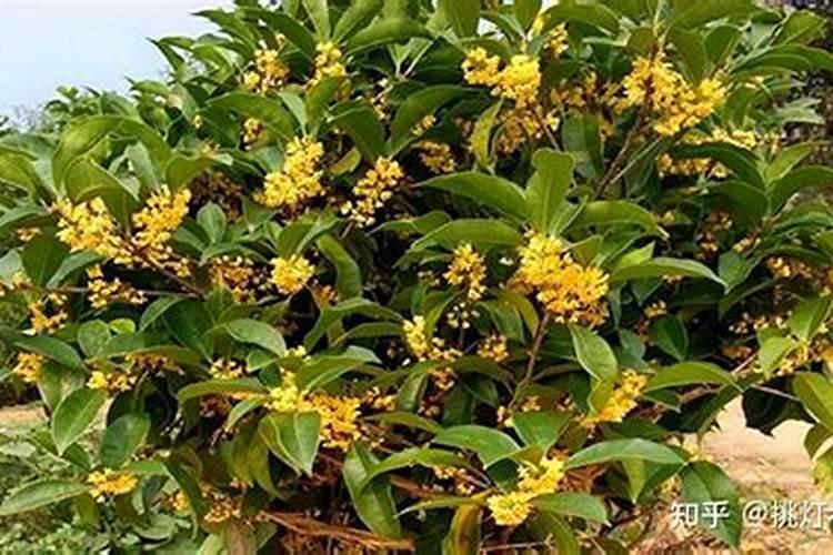 桂花树什么时候施肥