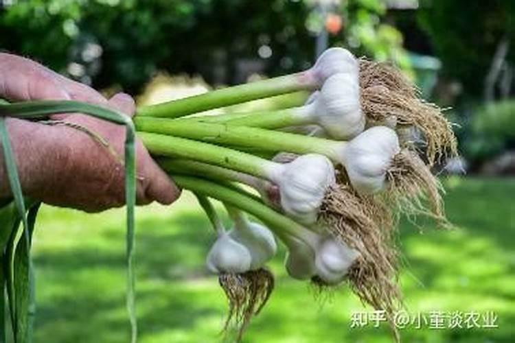 磷酸二氢钾十芸苔素效果怎么样,效果特点