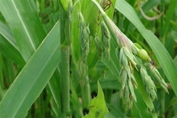 把薏米粒打成粉末能做花肥吗