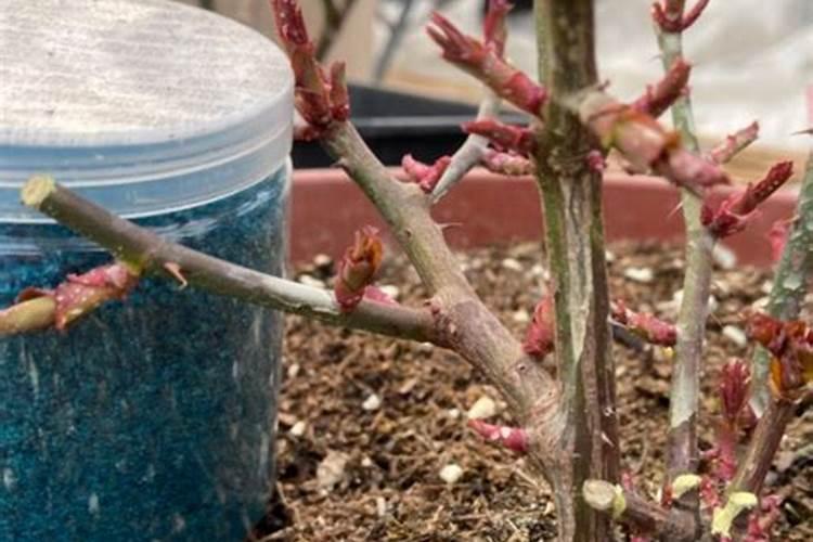 月季花什么时后施肥最好