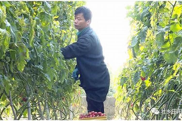 叶面肥哪个好