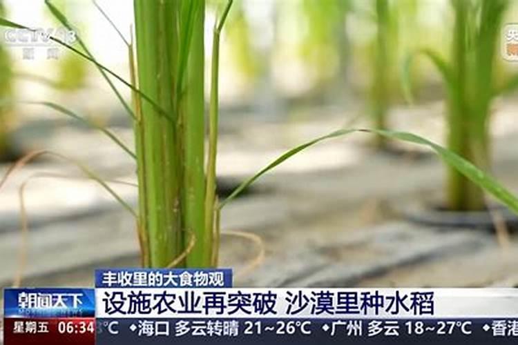水稻专用肥可以种蔬菜吗？