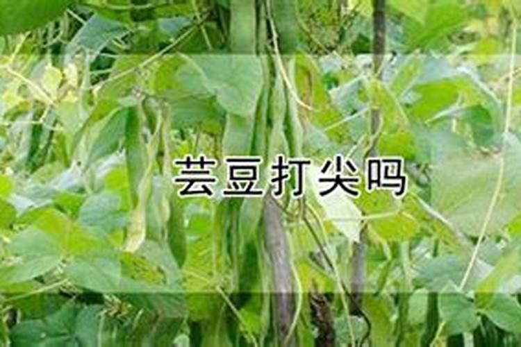 白芸豆高产方法 从而促进芸豆外形丰满