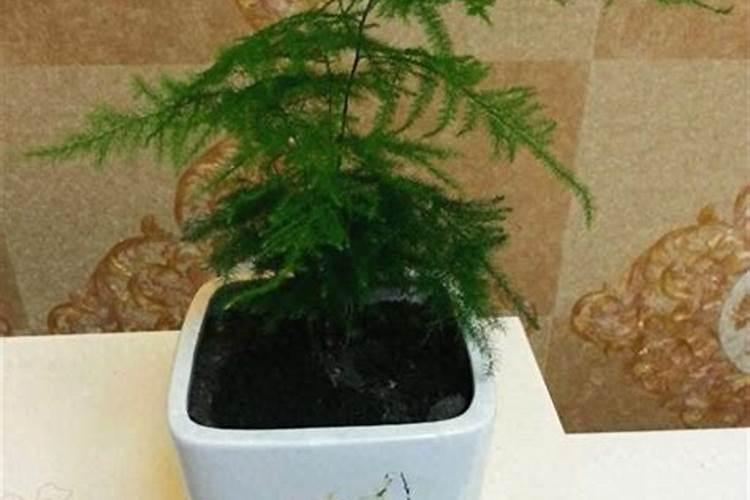 一盆花放几粒复合肥