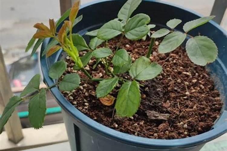 如何给月季花施肥