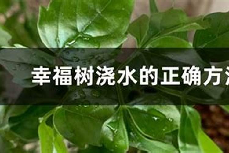 幸福花的养殖方法和注意事项有哪些