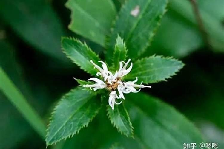 种植苍术需要用微量元素水溶肥吗？