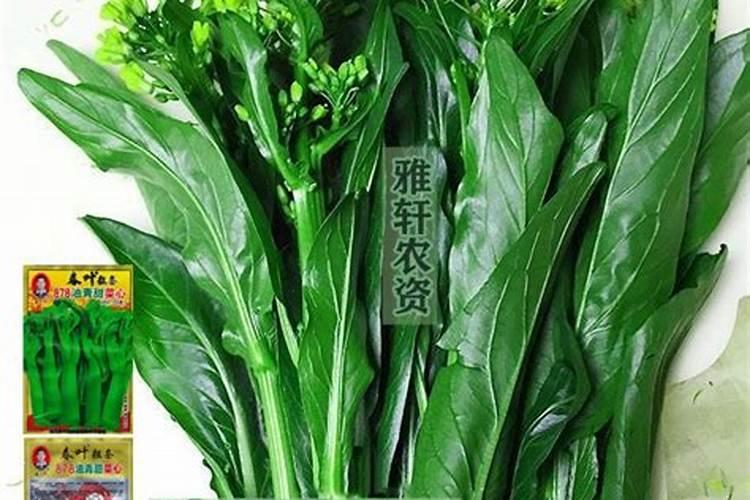 四九菜心怎么种植