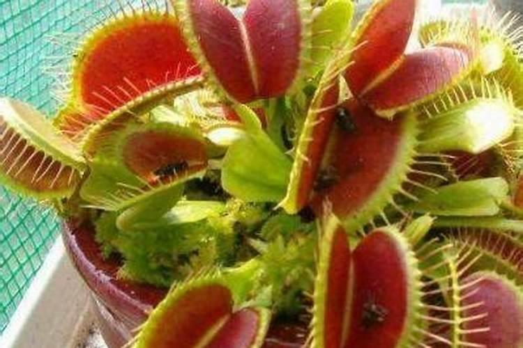 捕蝇草不吃虫子会死吗