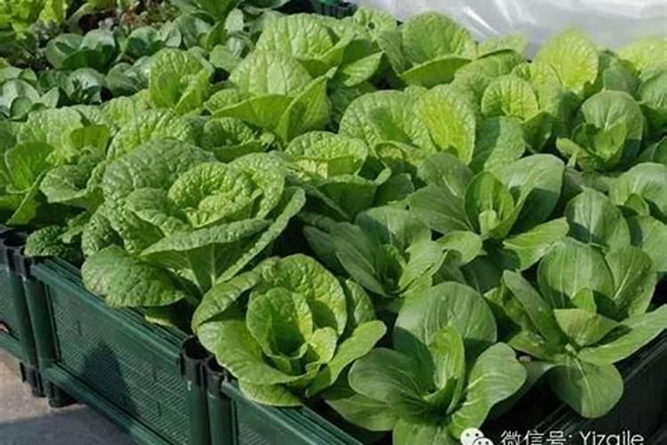 蔬菜缺钙表现,如何补充钙肥