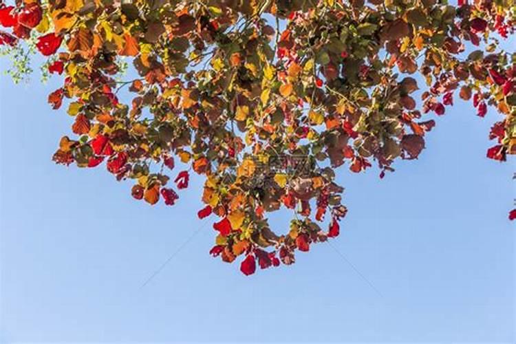 专家早上好,榛子树花芽分化时期应该施什么肥那
