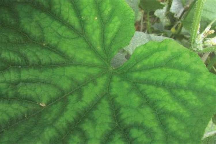 大棚的黄瓜几天施肥一次？