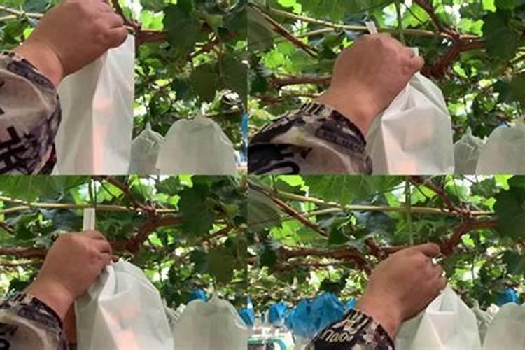 葡萄怎么修剪枝条