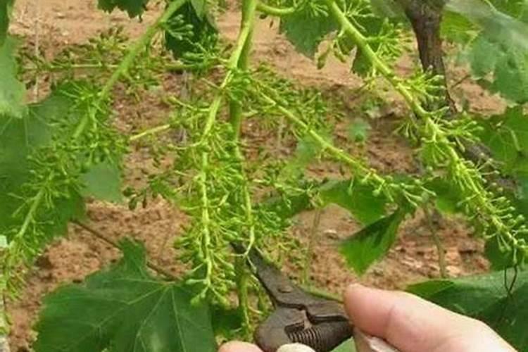 葡萄的修剪及其栽培管理