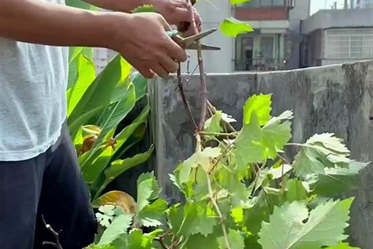 葡萄一年小苗八月份怎么管里