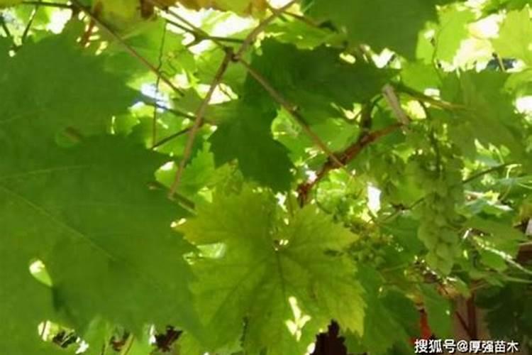 夏季葡萄树的管理和修剪