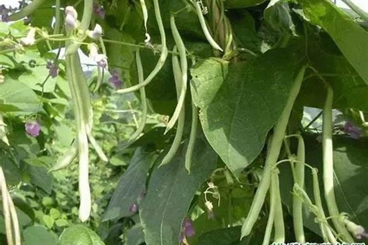 大山农村四季豆种植方法