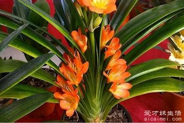 君子兰花谢后需要施什么肥