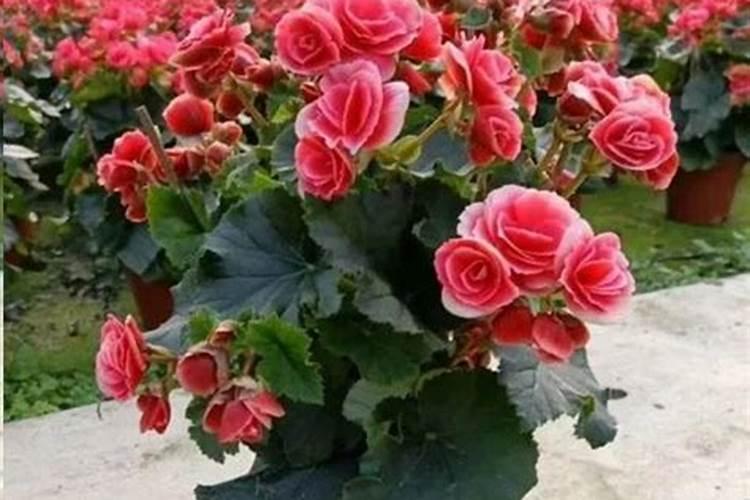 丽格海棠怎么施肥,幼苗期和花前施肥最好(薄肥勤施)