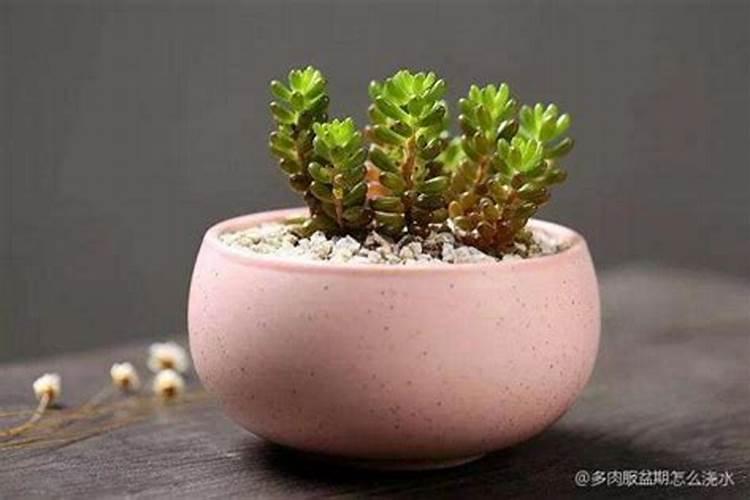 养多肉怎样使用水溶肥