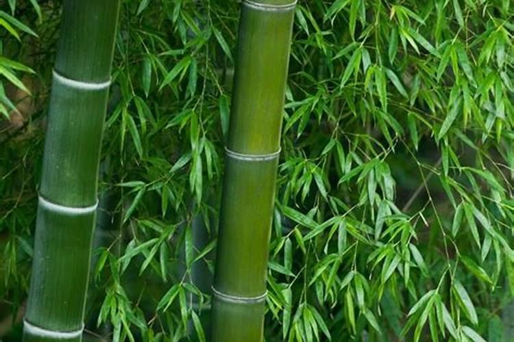 地栽竹子施什么肥料加什么水最好？