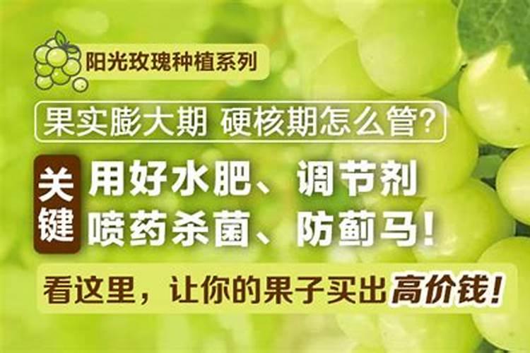 阳光玫瑰全年施肥管理 一年施肥要领有哪些