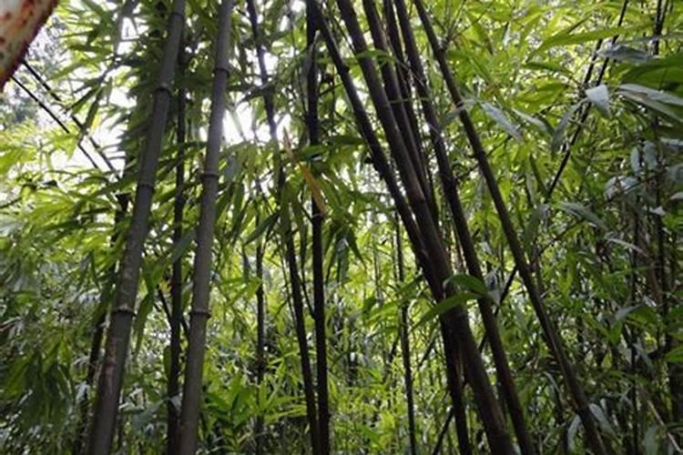 竹子用什么肥料