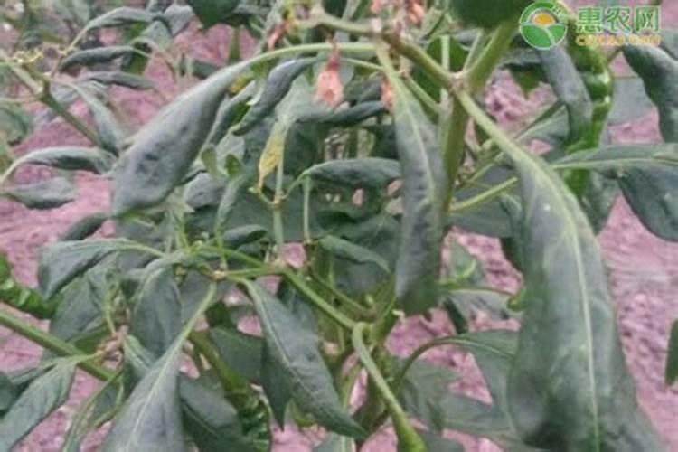 辣椒病毒病打什么药好些？