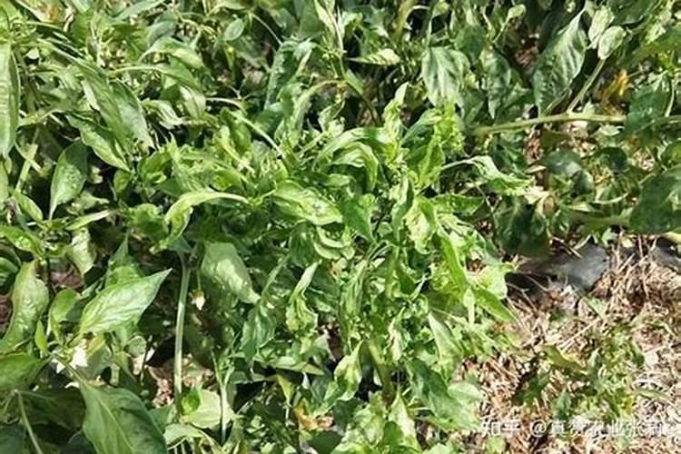 辣椒上的病毒病用什么药