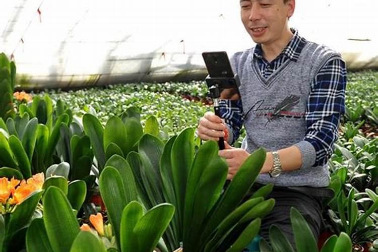 黄瓜开花结果期怎么施肥和管理