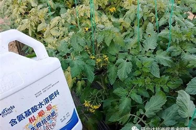 化肥肥害怎么处理