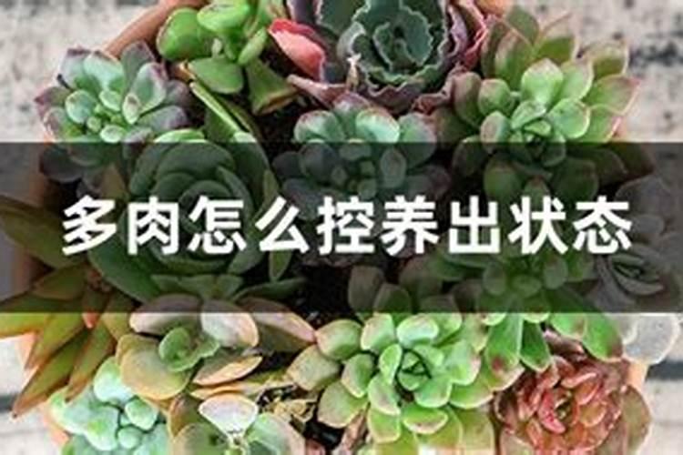 怎样养多肉才能又肥又厚
