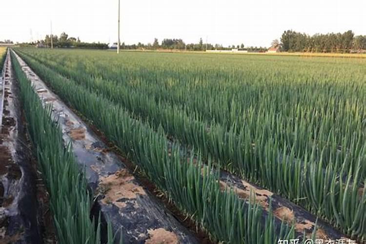 速生桉树的危害