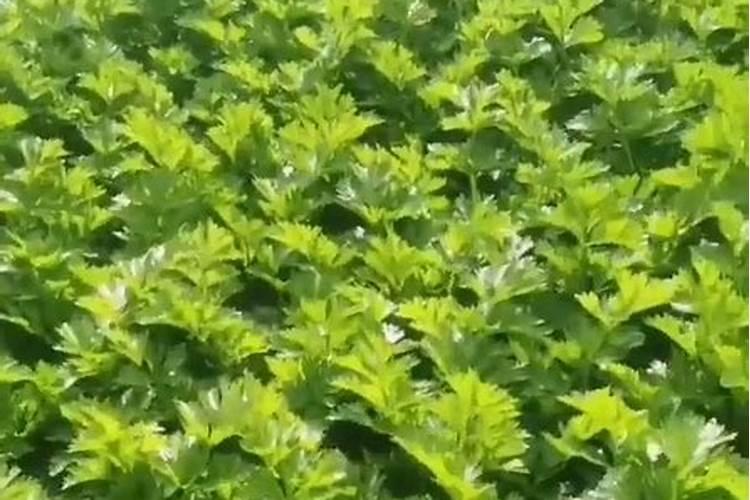 芹菜苗两个叶可以追肥吗