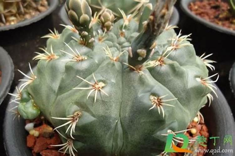 绯花玉施什么肥最好