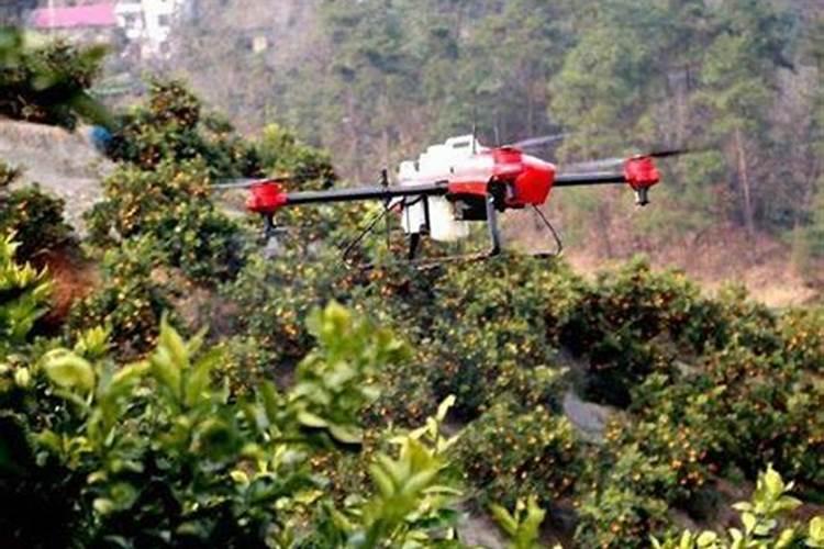 砂糖橘幼果喷什么叶面肥果实长的