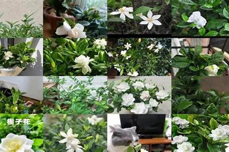 我的栀子花叶干尖又黄叶也没有花苞 接下来该怎么办 请指教 谢谢