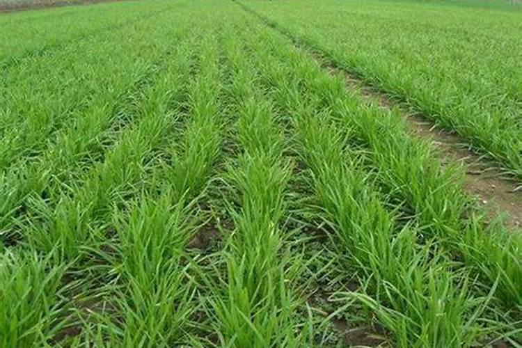 韭菜冲施磷钾肥需要冲多少？