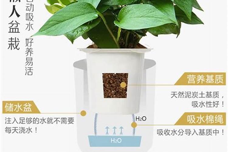 用什么养护绿萝枝条长得挺快