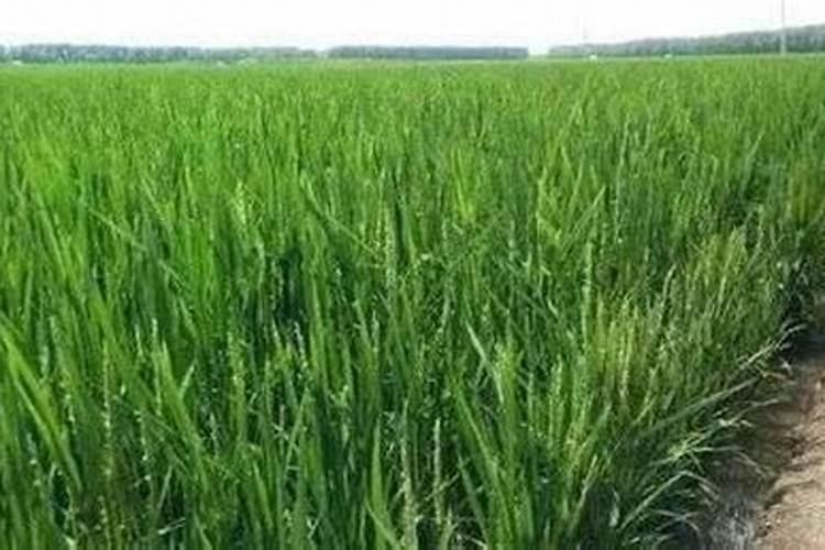 怎么种植水稻产量高 什么时候施钾肥效果好