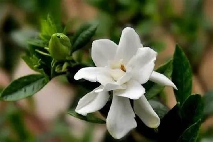 我的栀子花怎么回事花骨朵不开花就死？求大神指教