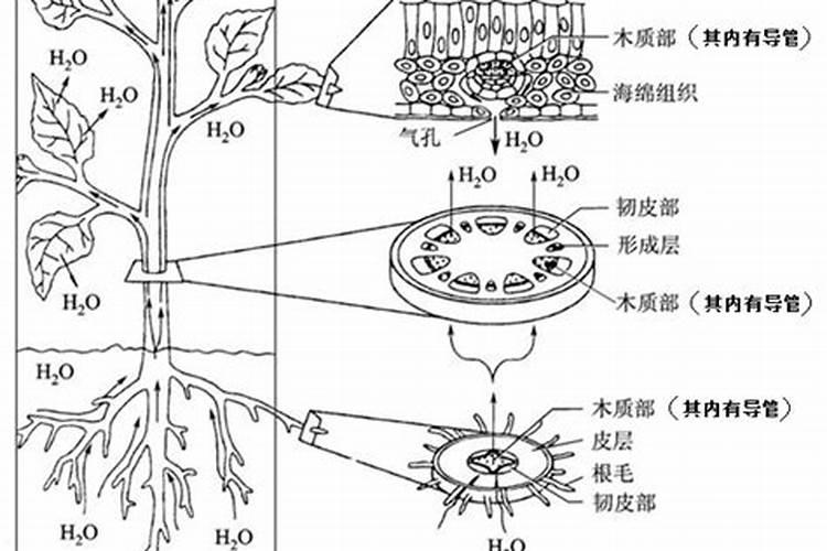 钾肥对作物有什么影响