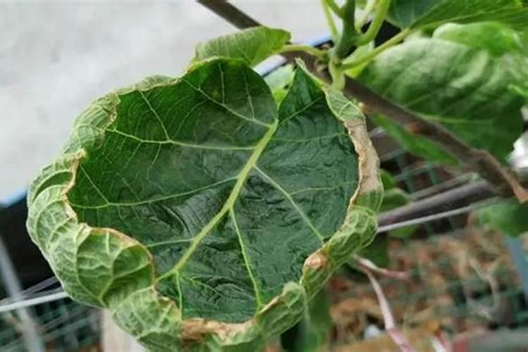 猕猴桃缺钾的最初症状是什么？